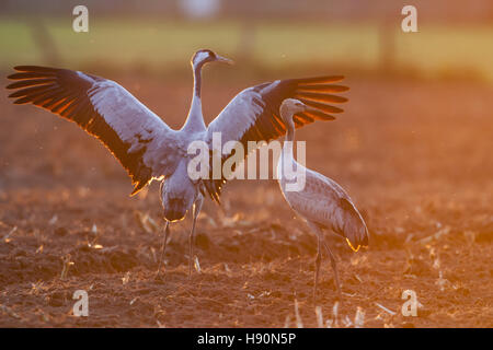 common cranes resting on a stubble field, grus grus, vechta, lower saxony, germany Stock Photo
