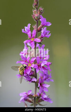 hoverfly (syrphidae) on purple loosestrife (lythrum salicaria), varnescher fischteiche, goldenstedt, vechta district, lower saxony, germany Stock Photo