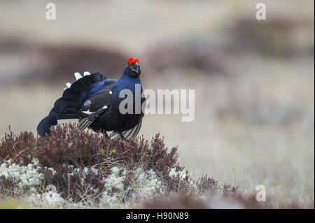 displaying male black grouse, lyrurus tetrix, hamra national park, gävleborgs län, sweden