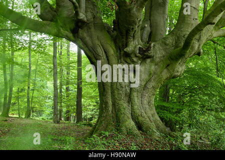 beech forest, teutoburg forest, lower saxony, germany Stock Photo