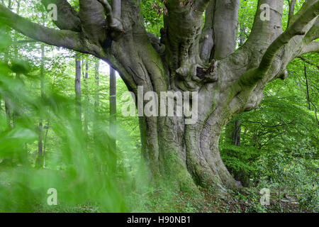 beech forest, teutoburg forest, lower saxony, germany Stock Photo