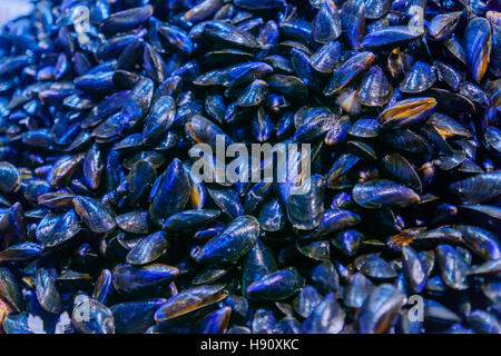 Mussels on sale in a French market in Dijon, Burgundy, France Stock Photo