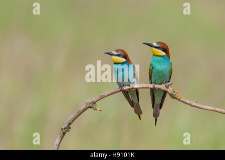 Bienenfresser, European bee eater pair, Merops apiaster Stock Photo
