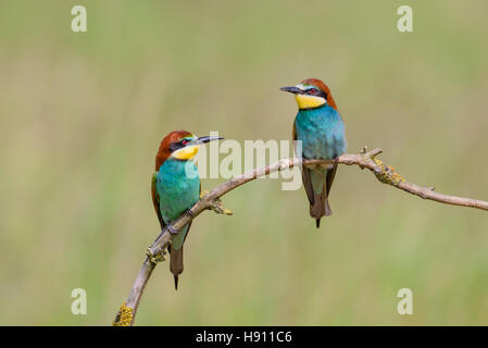 Bienenfresser, European bee eater pair, Merops apiaster Stock Photo