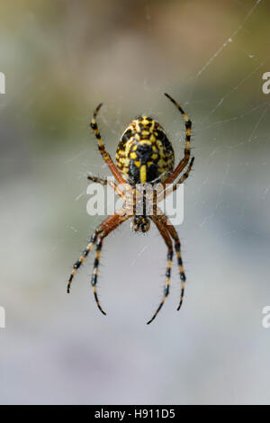 Eichblatt Kreuzspinne, Aculepeira ceropegia, oakleaf orbweaver, oak spider Stock Photo