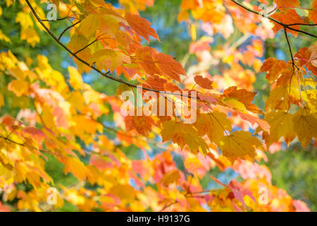 ACER RUBRUM SCANLON (RED OR CANADIAN MAPLE) AT BODENHAM ARBORETUM WORCESTERSHIRE Stock Photo