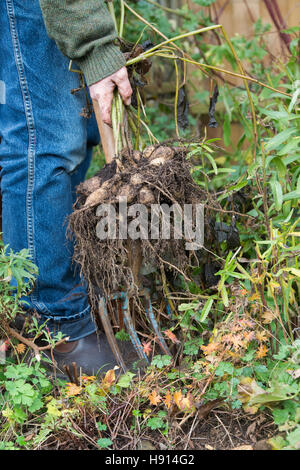 Gardener digging up Dahlia flower tubers with a fork from a garden border Stock Photo