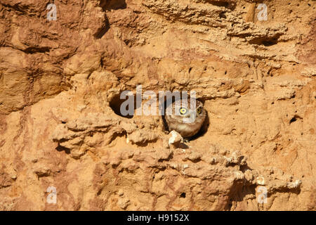Little Owl, Athene noctua, peeking out of its burrow