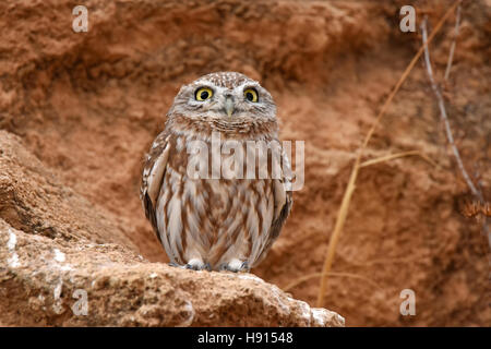 Little Owl, Athene noctua, Stock Photo