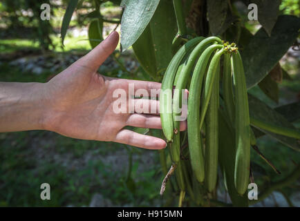 Vanilla plant and green pods in the plantation Stock Photo