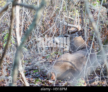 Whitetail Deer Buck bedded in a thicket tending a doe in heat during the rutting season. Stock Photo