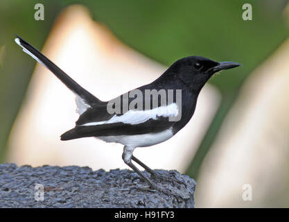 Male oriental magpie-robin (Copsychus saularis). Phuket island, Thailand Stock Photo