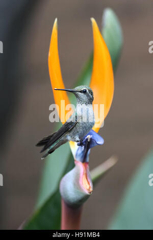 Hummingbird sitting still on a Bird of Paradise flower Stock Photo