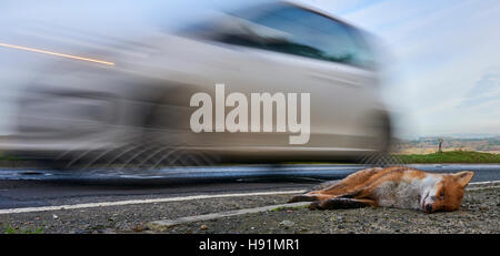 A Road Kill Fox Stock Photo