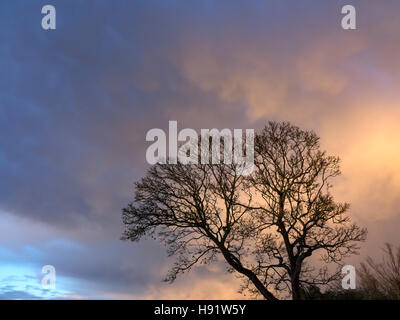An angry sky at sunset after a rain storm with a silhouetted defoliated tree in the foreground Stock Photo