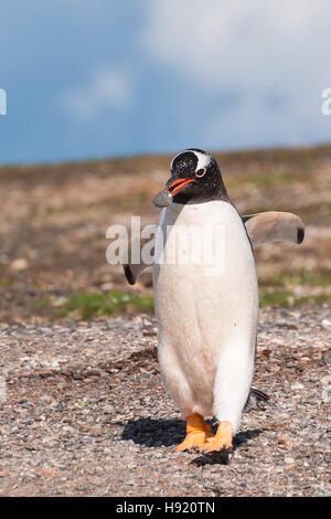 Gentoo penguin on the beach with a rock in his mouth