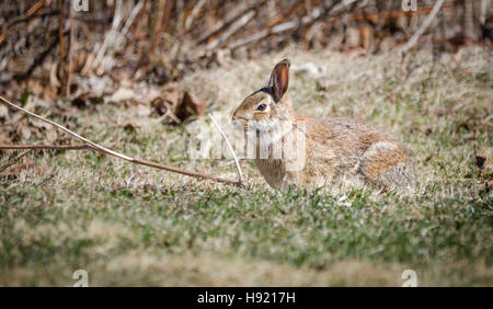 Young large cotton tail rabbit in a field in very early spring. Stock Photo