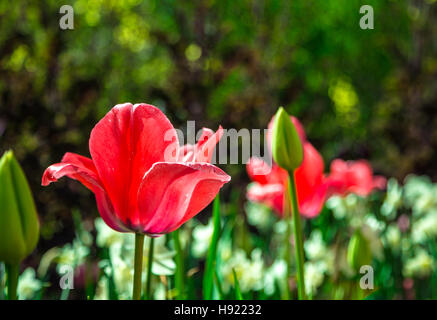 One tulip in the middle of a green field Stock Photo