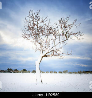 Lonely curved tree covered by snow in winter season. Tuscany Italy Stock Photo