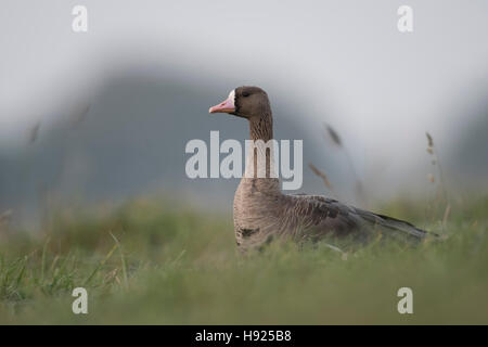 Greater White-fronted Goose / Blaessgans ( Anser albifrons ), arctic winter guest, sitting in high grass of a meadow, watching. Stock Photo