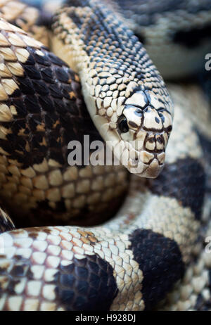 Northern Pine Snake. Stock Photo