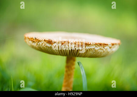 Mushroom in the tropical forests of Thailand. Stock Photo