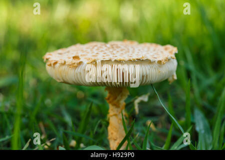 Mushroom in the tropical forests of Thailand. Stock Photo