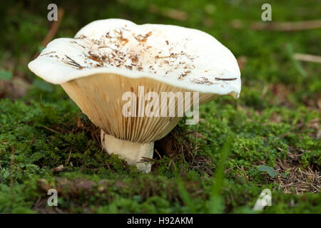 large inedible milk-agaric (Lactarius vellereus) on moss in forest Stock Photo