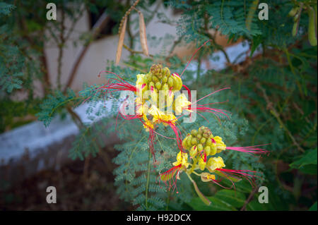 Beautiful fairy dreamy magic yellow flowers with dark green blue purple leaves background toned. Stock Photo