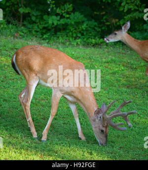 Whitetail buck in velvet eating with a doe licking its lips behind Stock Photo