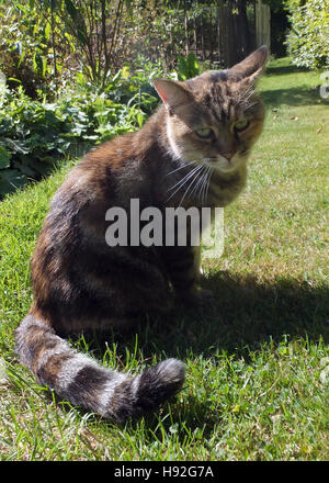Tabby cat on garden path in winter Stock Photo - Alamy