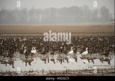 White fronted or specklebelly geese feeding in a flooded rive field near Jonesboro Arkansas Stock Photo