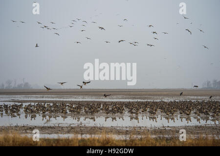 White fronted or specklebelly geese feeding in a flooded rive field near Jonesboro Arkansas Stock Photo