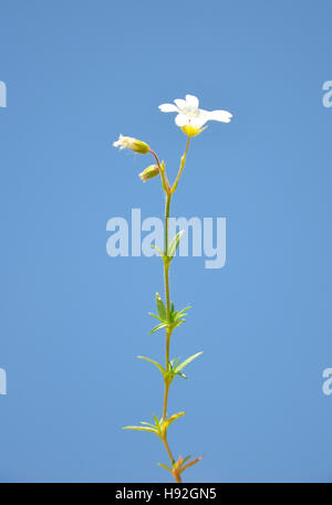 Field mouse-ear (Cerastium arvense) Stock Photo