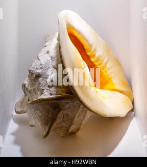Big sea shell is lying on the white shelf Stock Photo