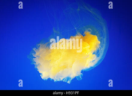 Egg york or fried egg jellyfish floating against blue background in aquarium. Stock Photo