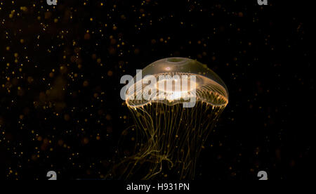Lone moon jellyfish against dark background Lone moon jellyfish against dark background