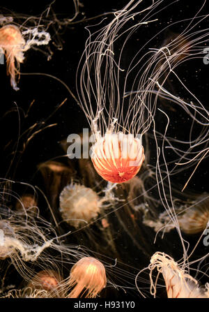 Lion's mane or hair jellyfish in aquarium against dark background Stock Photo