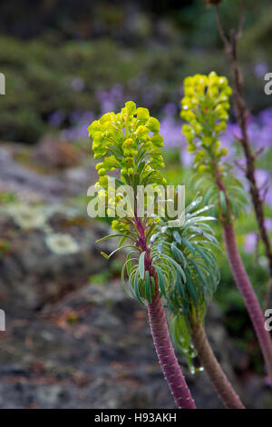 Abkhazi Garden,Victoria,Vancouver Island, Brithish Columbia, Canada Stock Photo