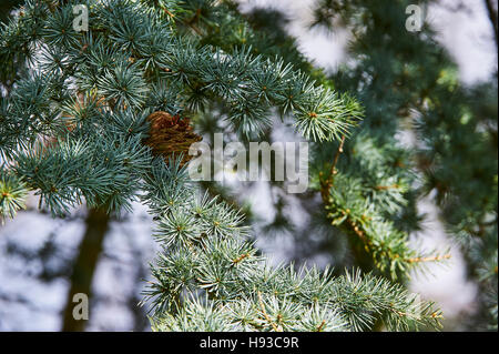A spent fir cone of an Atlas Cedar Stock Photo