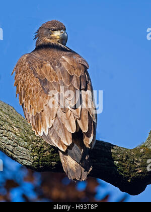 Juvenile Bald Eagle Stock Photo