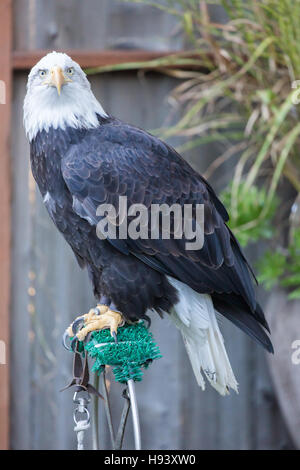 American Bald Eagle - Haliaeetus leucocephalus, Adult Female Stock Photo