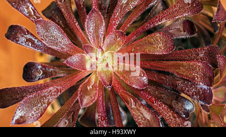 Tropical palm Aeonium Arboreum after the rain. Stock Photo