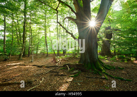 Sun ray shining through huge old mossy beech (Fagus sp.) tree in former wood pasture, Reinhardswald, Sababurg, Hesse, Germany Stock Photo