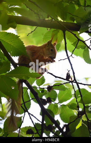 European Red Squirrel / Eichhörnchen ( Sciurus vulgaris ), sitting on a branch between green leaves high up in a tree, feeding. Stock Photo