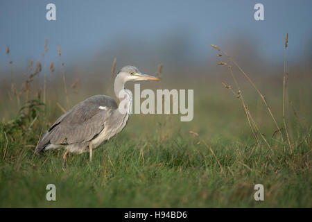 Grey Heron / Graureiher ( Ardea cinerea ), stands in high vegetation, natural surrounding of a wet meadow, searching for food. Stock Photo