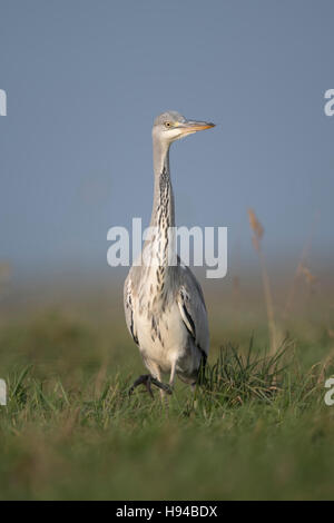 Grey Heron / Graureiher ( Ardea cinerea ), slowly moving through high vegetation, watching around attentively, frontal low shot. Stock Photo