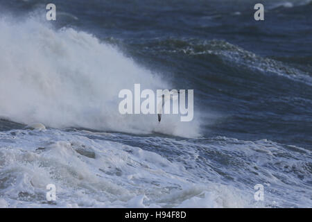 Common Gull (Larus canus Stock Photo
