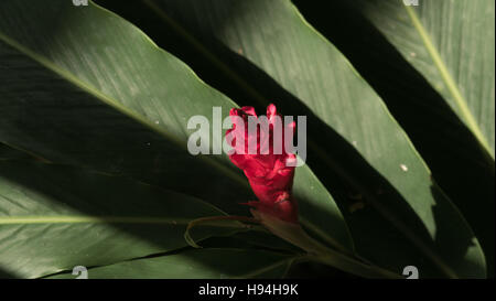 red ginger flower, alpinia purpurata in garden Stock Photo