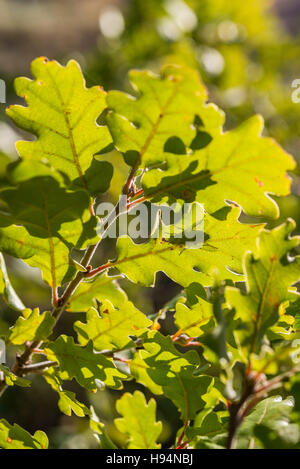 mouche sur feuille de chêne en Automne Forêt Domanial de la St Baume Var France 83 Stock Photo